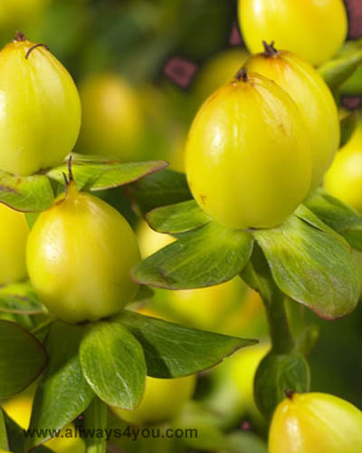 Hypericum Mellow Yellow Flowers